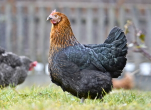 vorstellung_marans_huhn