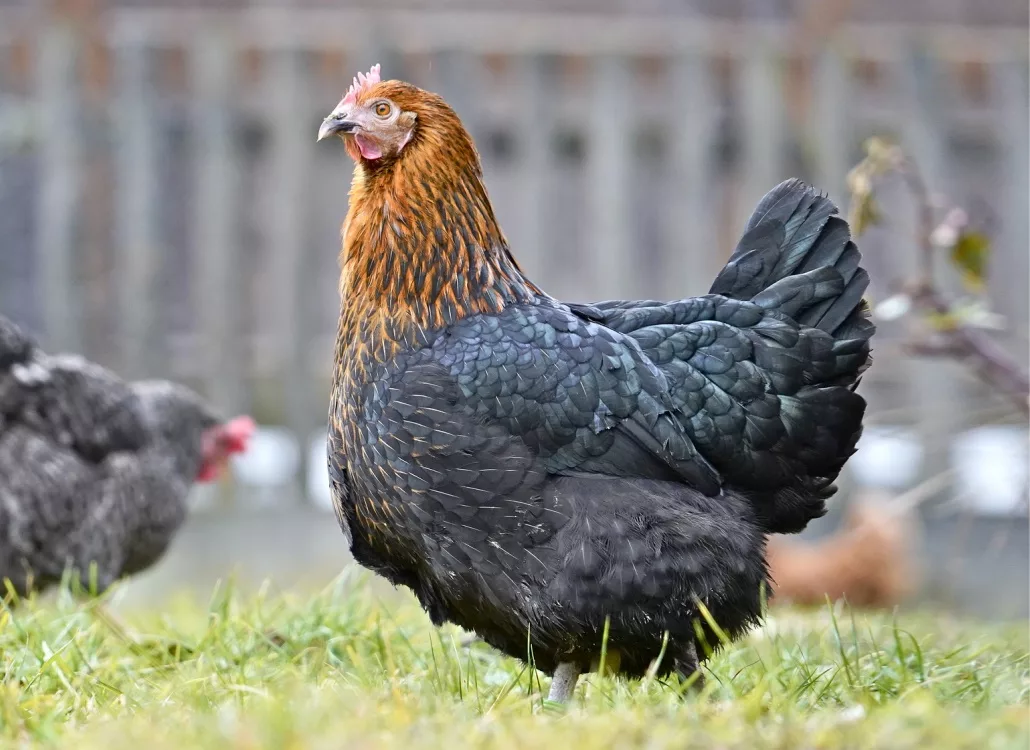 Das Marans Huhn » Infos &amp; Tipps zu den Schokoei-Legern