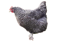 Das Mechelner Huhn