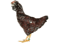 Das Orloff Huhn