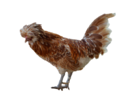 Das Paduaner Huhn