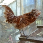 Das Paduaner Huhn