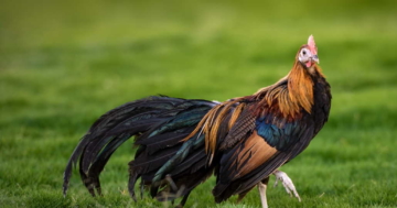 vorstellung_phoenix_huhn