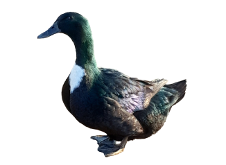 vorstellung_pommern_ente_merkmale_steckbrief