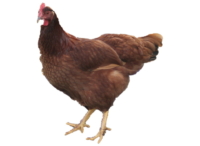 Das Rhodeländer Huhn