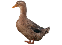 vorstellung_rouen_clair_ente_franzoesische_rouen_ente