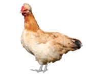 Das Sulmtaler Huhn