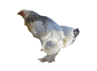 Das Sundheimer Huhn