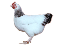 Das Sussex Huhn