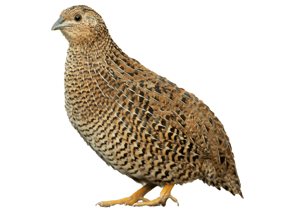 Die Wachtel Huhn » Infos &amp; Tipps zu den Wachteln