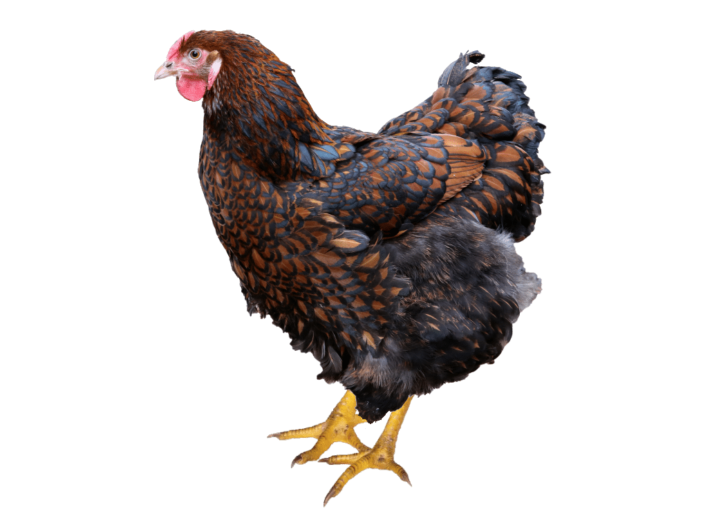 vorstellung_wyandotten_huhn