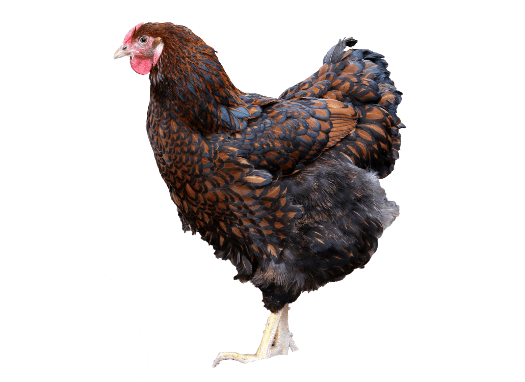 Das Wyandotten Huhn » Infos &amp; Tipps zu den Wyandotten Hühnern