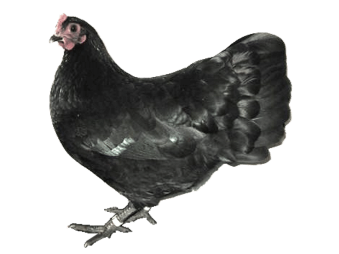 vorstellung_zwerg-australorp