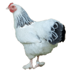 Freigehege hühner - Die preiswertesten Freigehege hühner auf einen Blick