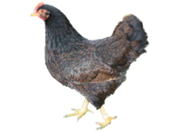 Das Zwerg Barnevelder Huhn