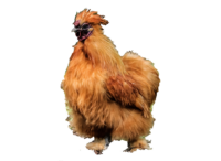 Das Zwergseidenhuhn