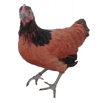 Freigehege hühner - Die qualitativsten Freigehege hühner unter die Lupe genommen