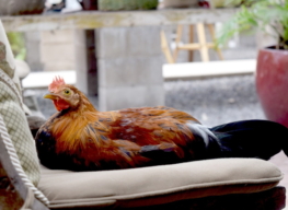 vorstellung_zwiehuhn_uebersicht