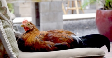 vorstellung_zwiehuhn_uebersicht