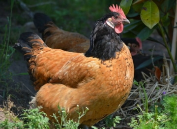 vorwerkhuhn_henne_landleben_bio