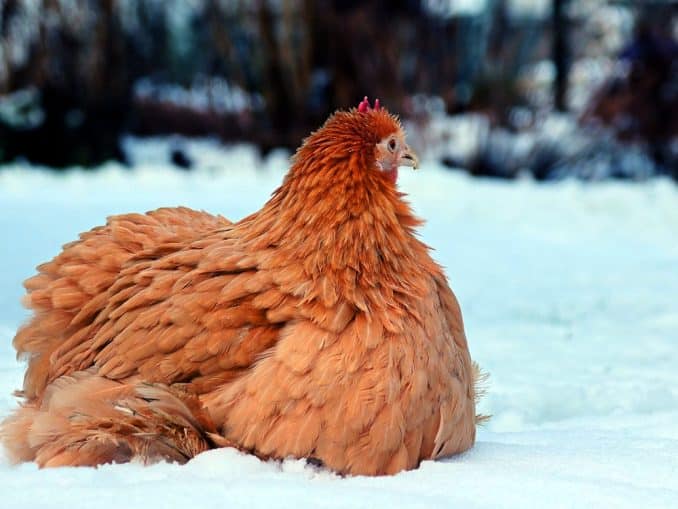 winterleger_wie_legen_huehner_im_winter